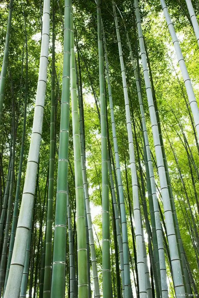 Como a cultura de bambu se integra ao desenvolvimento artístico